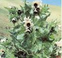 Black Henbane